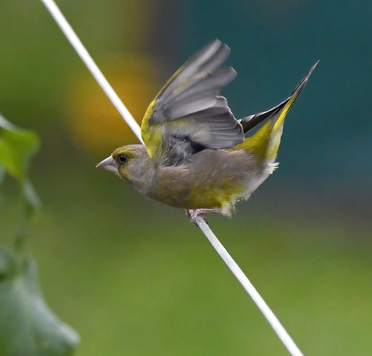 CarlBovisNature's tweet photo. Life is all about balance... 😊
  Greenfinch on my washing line yesterday. 😁
#TwitterNatureCommunity 🐦 https://t.co/4M7NPtS437
