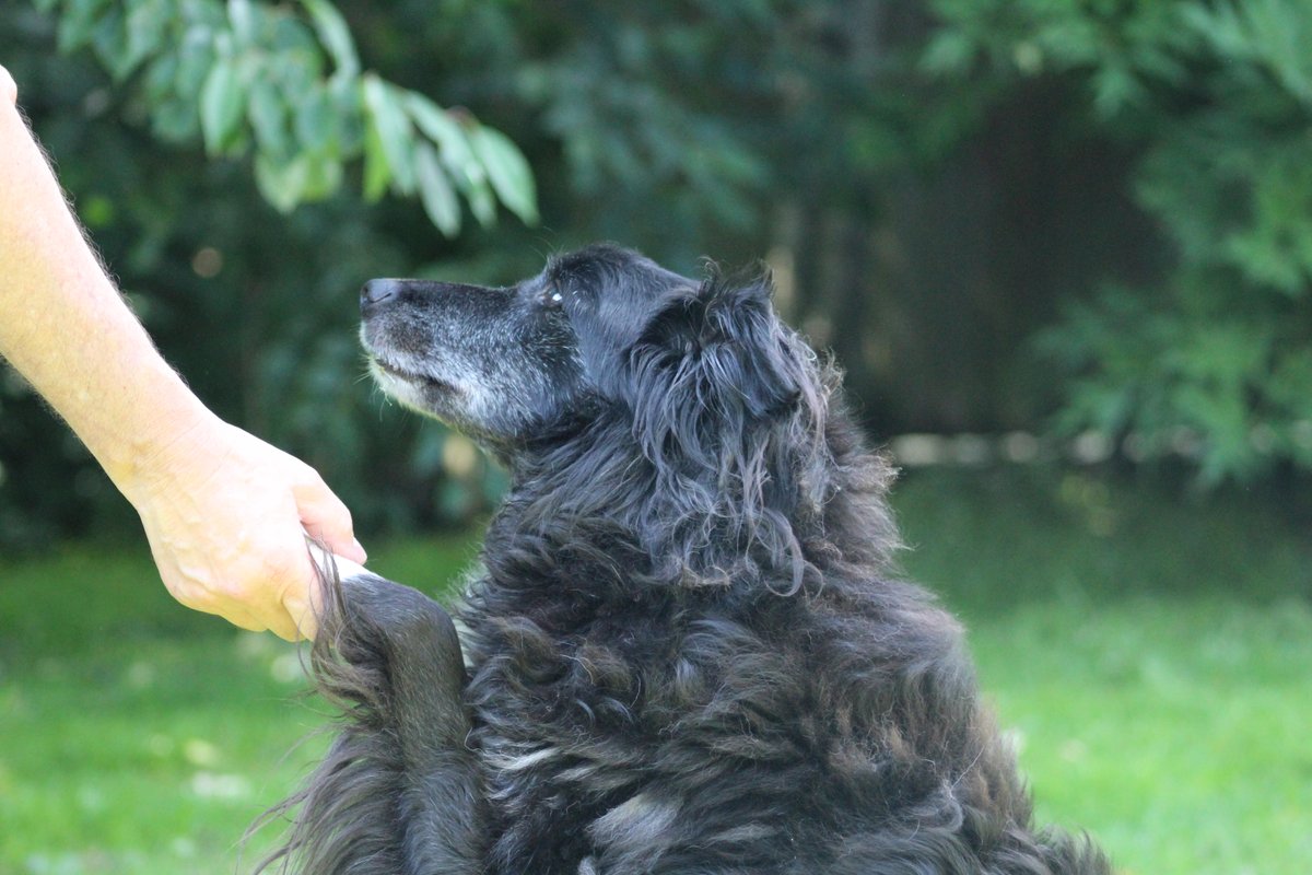FOSTBCrescue's tweet photo. Nov 6&7, try to be calm and save the anger, stress and frustration you feel for later, your dogs need to believe the fireworks don't upset you. As hard as it is try to act normally.
#fireworks #scareddogs #bonfirenight #loudbangs https://t.co/36DDQH6yCZ