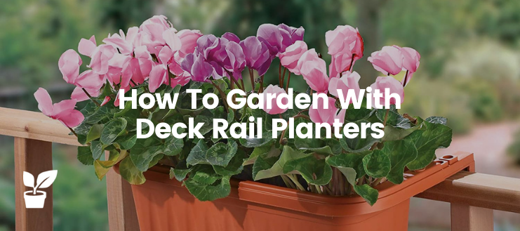 How to garden with deck rail planters to receive fresh, colorful flowers, especially if your space is limited or you live in an apartment.

#Garden #RailPlanters #Flowers #DeckRailPlanters #Gardening #GardeningTwitter #Gardeners #Flower #FlowerKnows #flower_is
