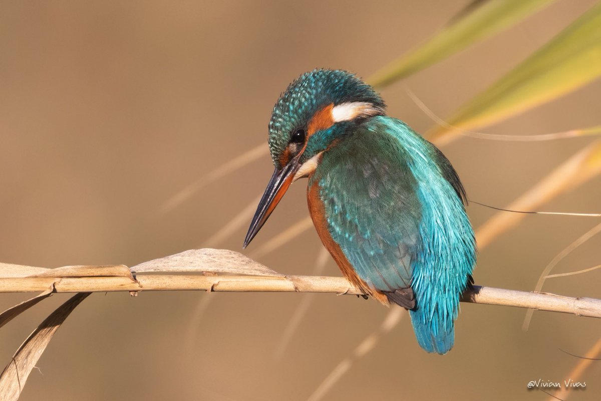 vivivivas1's tweet photo. Martin pescador. Reserva Natural de Sebes. Flix.  España. #birding #birdingespaña #averaves #wildlifephotography #avesdelmundo https://t.co/7f4xFkxmNz