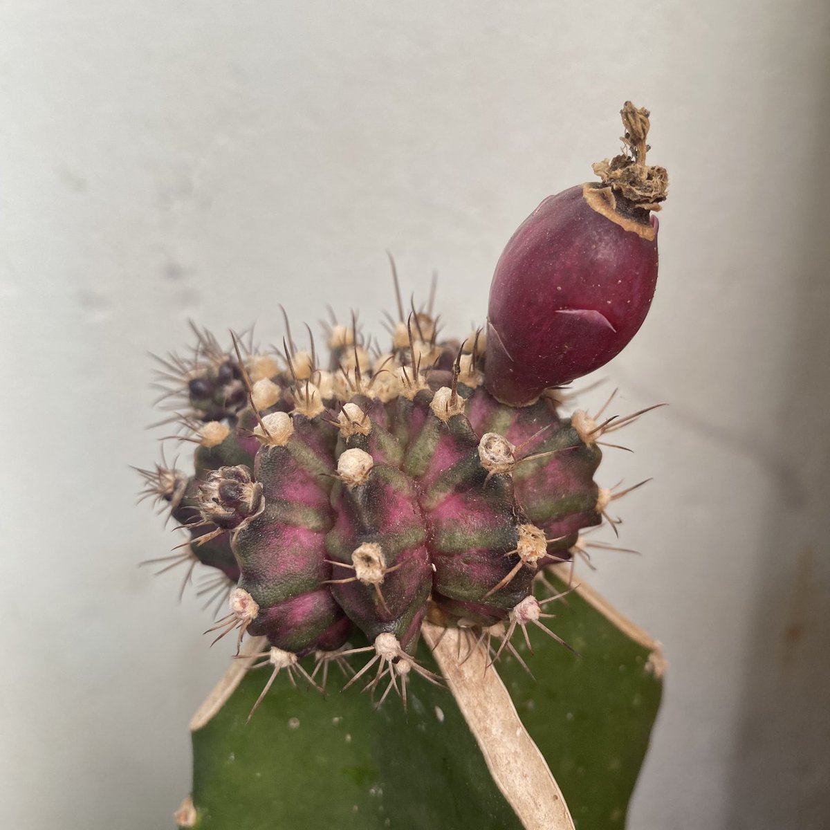 CactusDoubleK's tweet photo. รออออ
#แคคตัส #ยิมโน #cactus #ไม้ประดับไม้ตกแต่ง #ราคาถูก #ของตกแต่งห้อง #ต้นไม้ด่าง #ต้นไม้ #คริส #แคคตัสคริส https://t.co/xZ8dtio3be