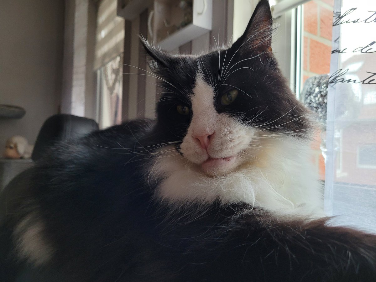 Winkyhaya's tweet photo. @TwitchDE Das ist mein großer maine coon Fluffy und unsere kleine Haus Diva wuschel https://t.co/cBKm5zqMmW
