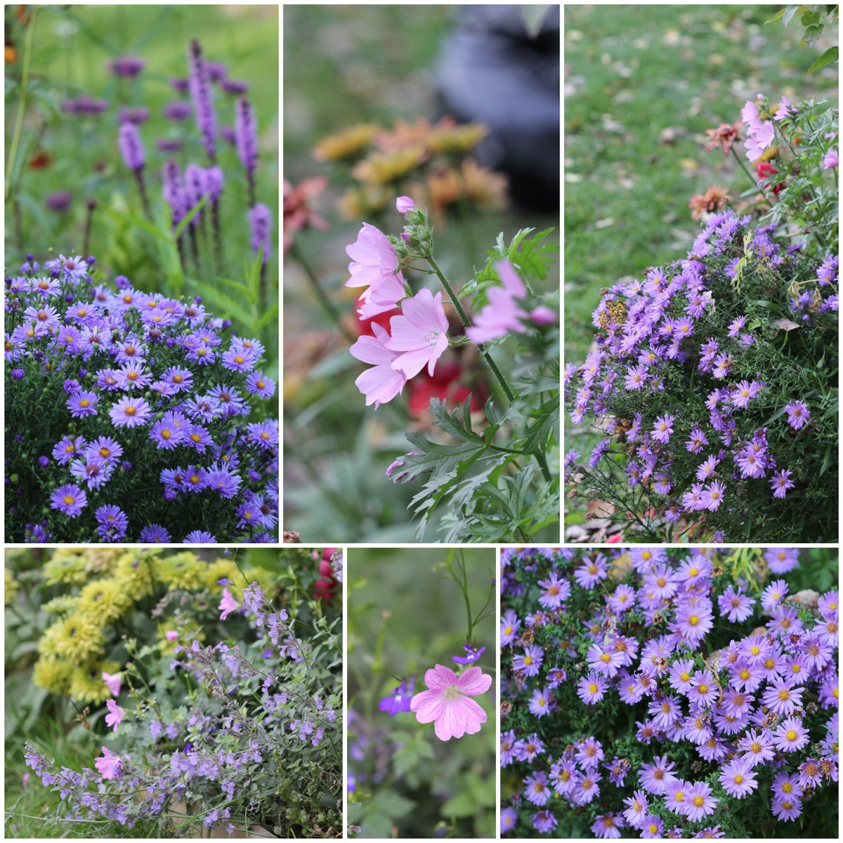 My #SixonSaturday. Happy weekend to all!
#mygarden #autumnflowers #aster #malva #geranium #nepeta