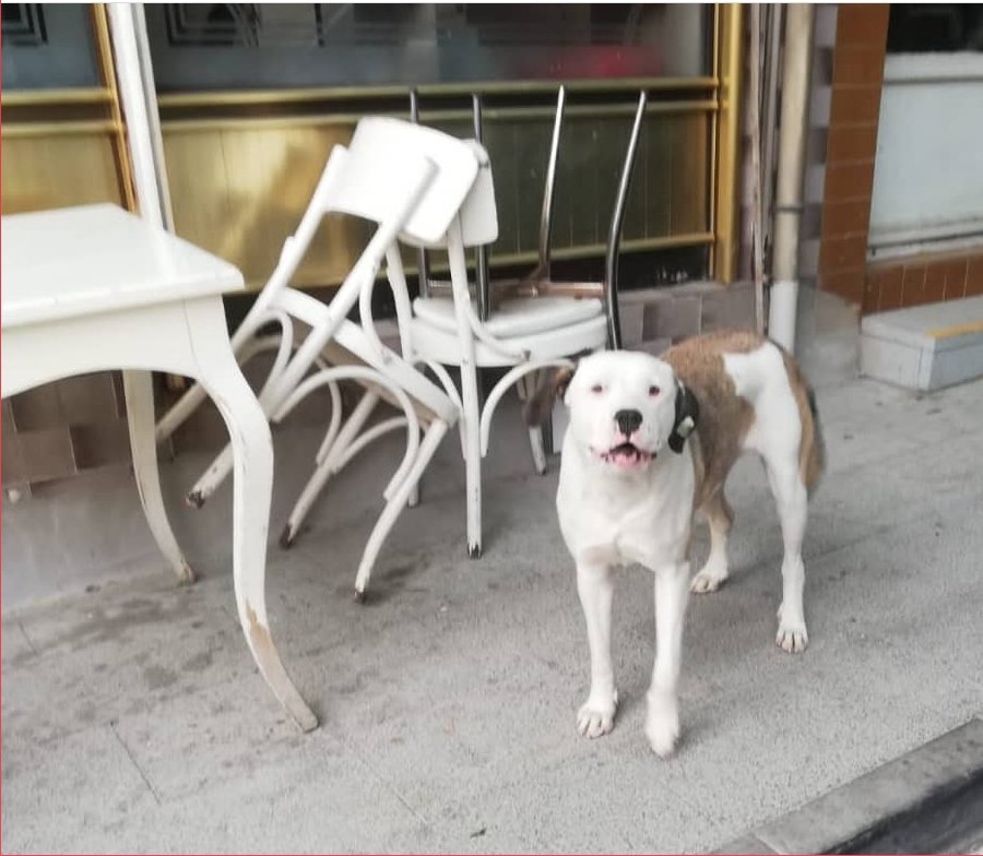denizcyo's tweet photo. Sağlık kontrolleri yapılmış kısır, aşılı bir köpek. Sokağa terk edilmiş ve bir sokakta yaşamını sürdürüyor, artık orada da istenmiyormuş. Çok acil güvenilir yuva aranıyor. İletişim 0505 558 58 60  @burhaydos https://t.co/vvRbN8CaAd