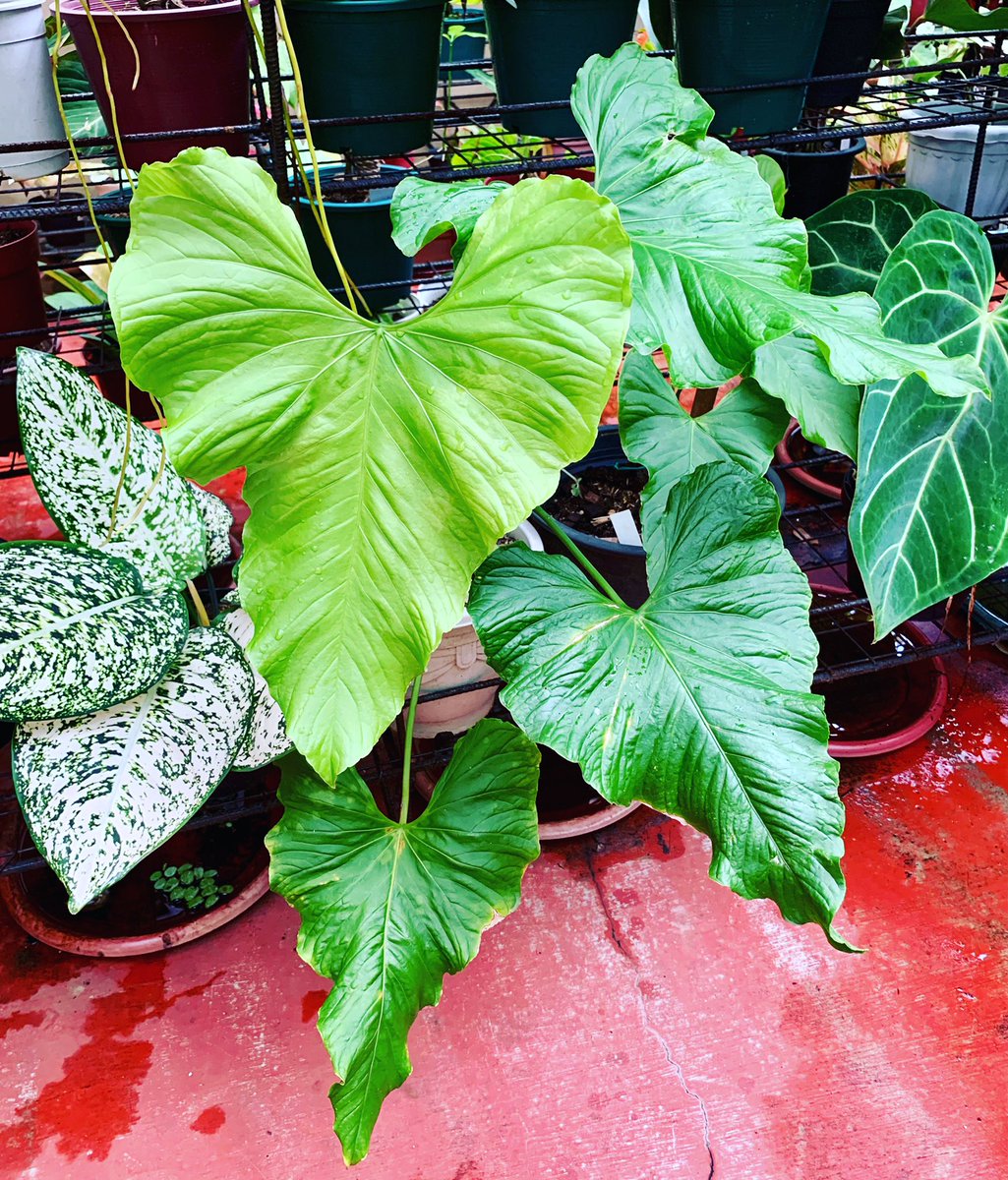 dracaena twister Dracaena Twister - House Plants Delivery Toronto main image 1