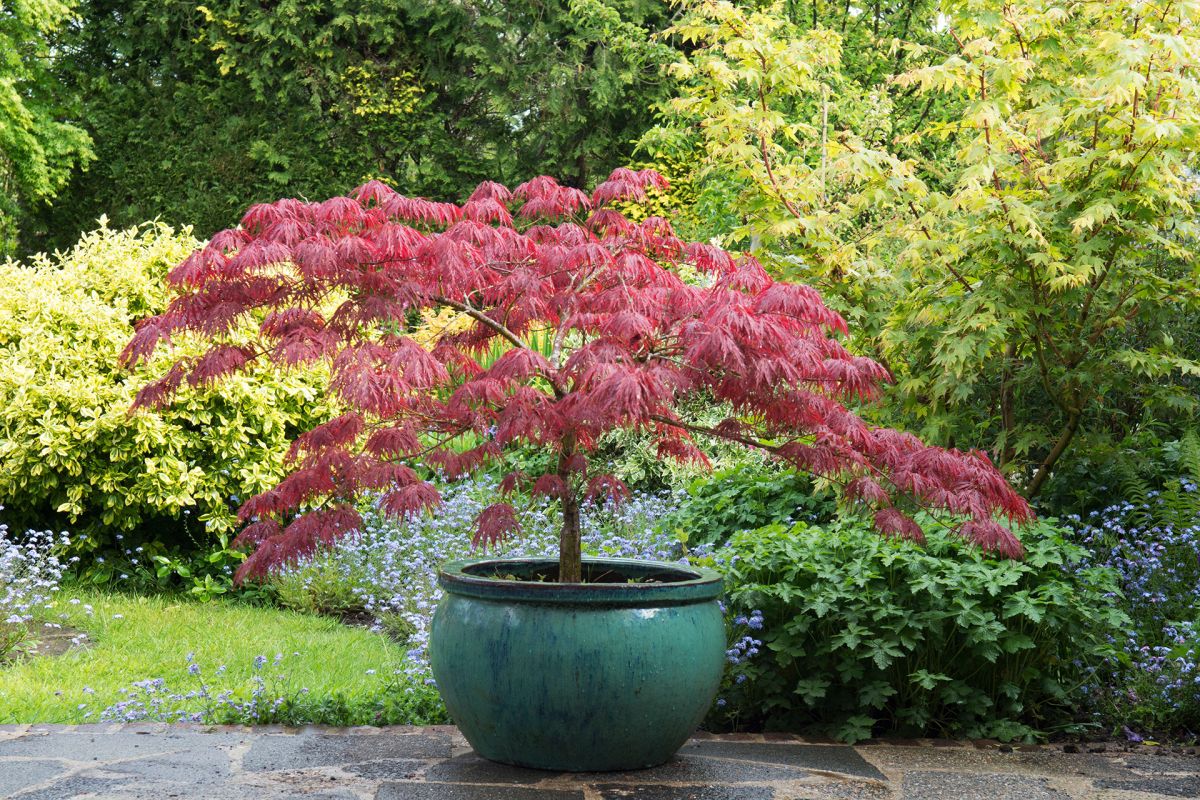 PeriodLivingMag's tweet photo. Japanese maple trees – a guide to popular acers https://t.co/KfvNiyDYsZ https://t.co/duiiJlwfky