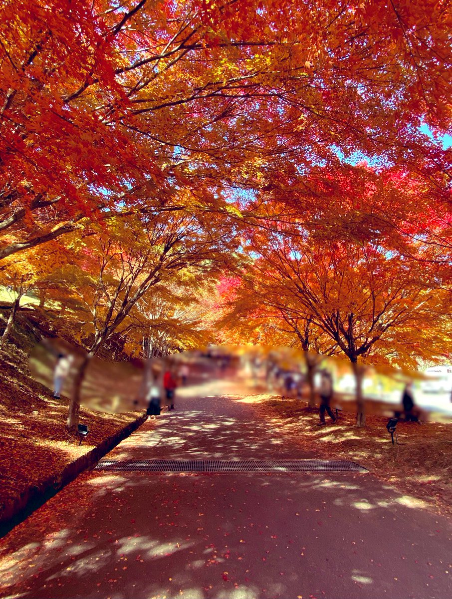 norabuta_'s tweet photo. #紅葉狩り 🍁✨ #日本一
#紅葉スポット #もみじ湖   
#もみじのトンネル
#銀河高原ビール  #アンバサダー
 #MAYOG3  #KAMIフラ 
 #応援 #ファン活 
 #ハッシュタグいっぱい https://t.co/FPTMi6udUq