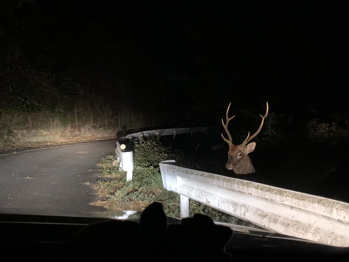 夜ドライブしていて野生動物に遭遇あるある あまりにも立派に映っちゃった鹿さんの写真が衝撃的 ホラーなんよ Togetter
