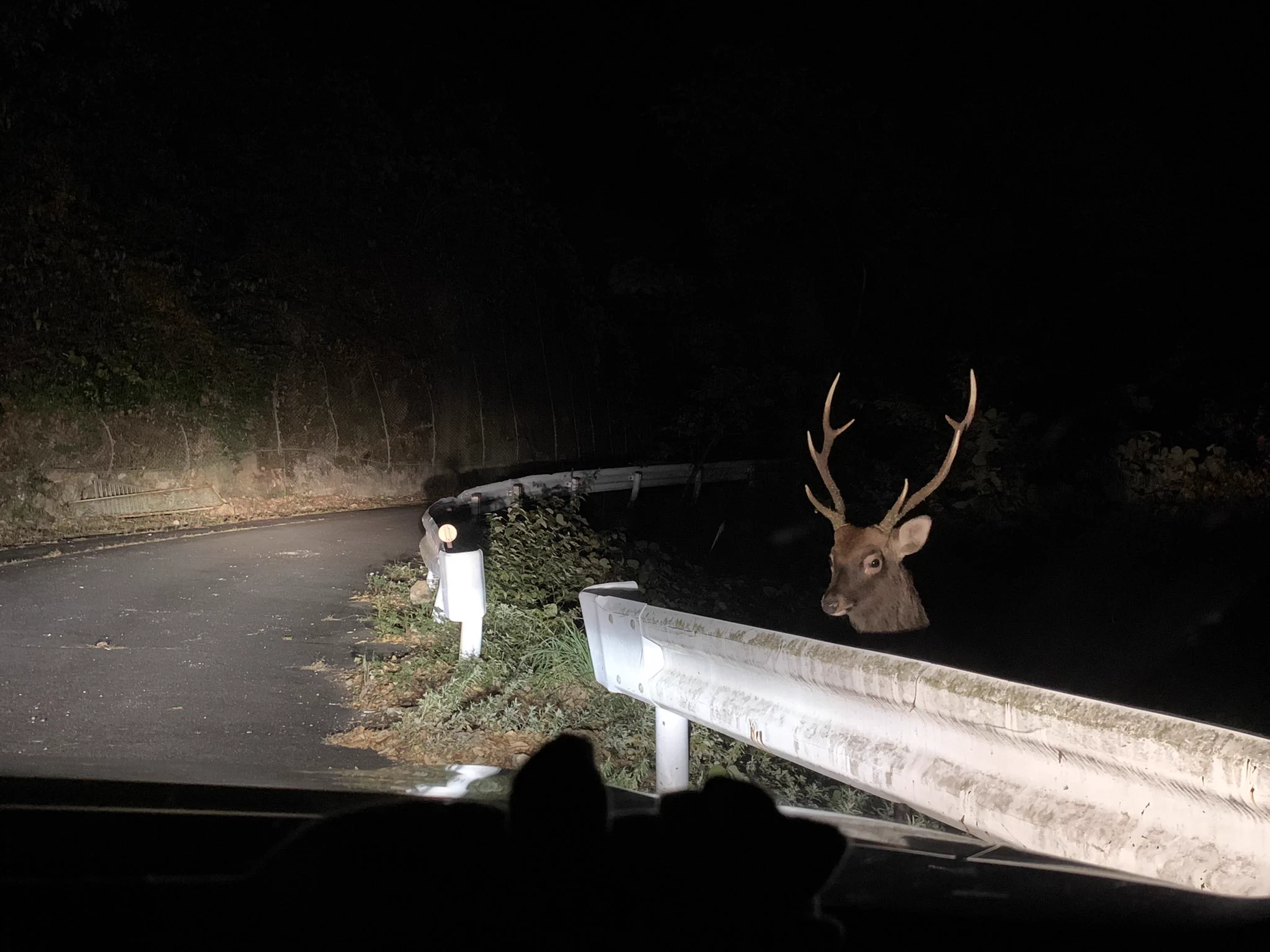 夜ドライブあるある？暗闇から現れる生き物www