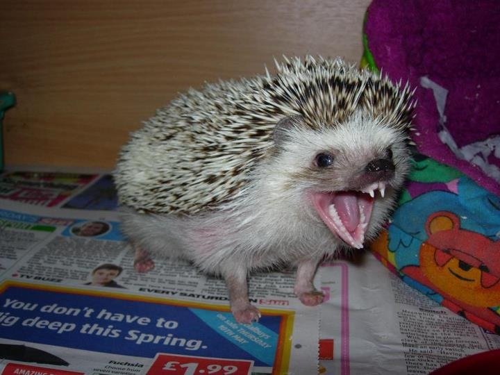 Еж зубы. Зубастый ежик. Еж ехидна дикобраз. Зубы ежа. Зубы ежика.