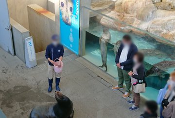 アシカの餌やりをガン見するゴマフアザラシが可愛すぎた 直立不動で凝視する姿が人間みたいでジワジワくる 1 2 ページ ねとらぼ