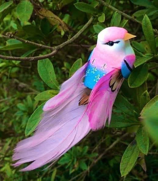 Dr Jo Beswick on X: "Can this really be a real bird? Beautiful  https://t.co/Y9BBXryWni" / X
