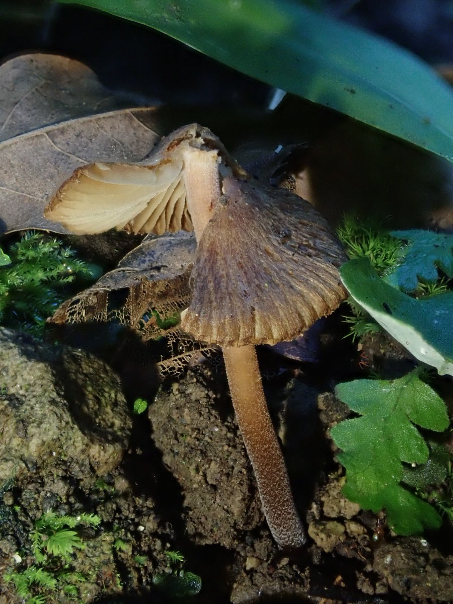 DipFun64's tweet photo. #アセタケ属 の一種さんかしらね。
?#Inocybe sp.
(撮影する時に触れてしまい、ヒダがボボーンしてしまったのは内緒だ!)
2021/10/23 撮影
OLYMPUS TG-5
#Fungi
#キノコ https://t.co/M3HrRvUO3b