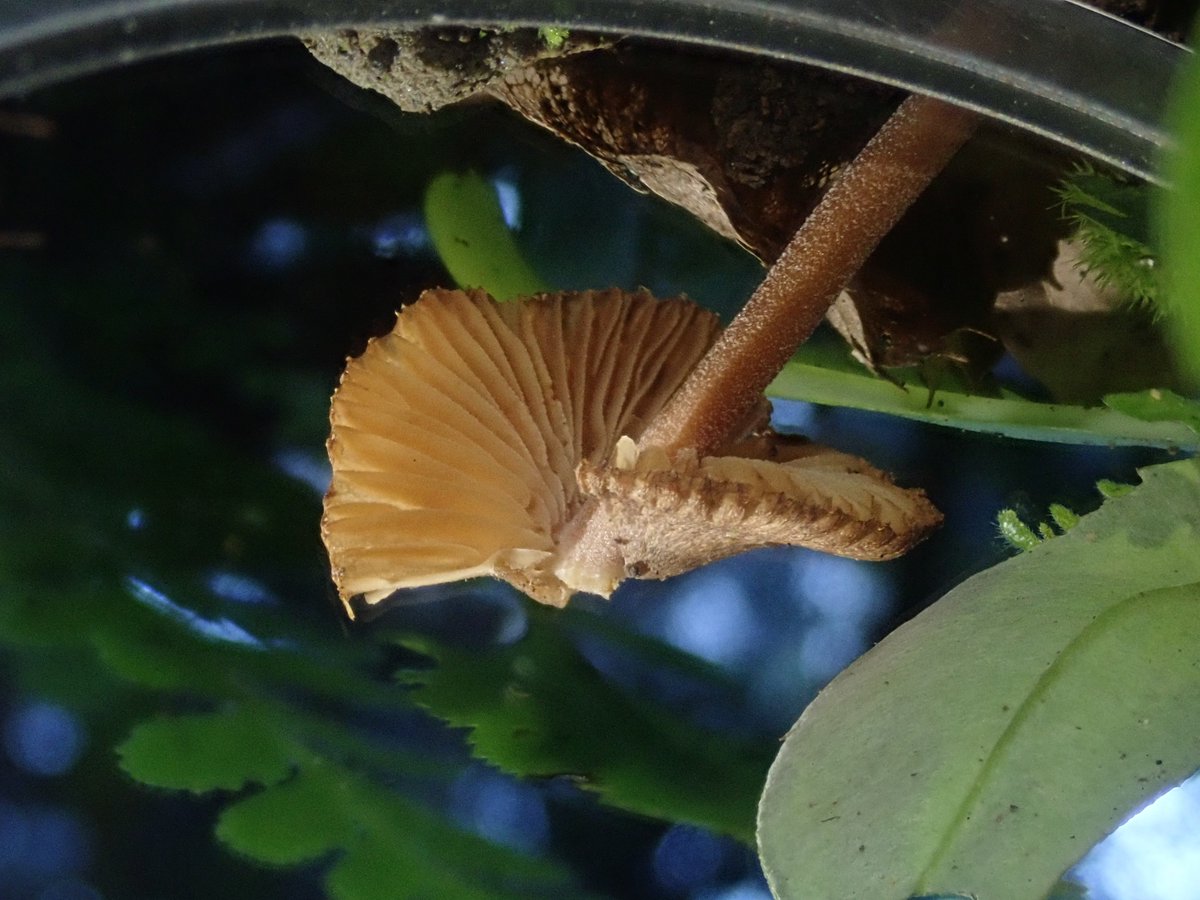 DipFun64's tweet photo. #アセタケ属 の一種さんかしらね。
?#Inocybe sp.
(撮影する時に触れてしまい、ヒダがボボーンしてしまったのは内緒だ!)
2021/10/23 撮影
OLYMPUS TG-5
#Fungi
#キノコ https://t.co/M3HrRvUO3b