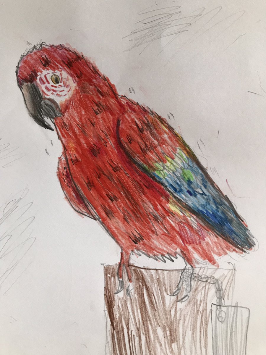 nilane's tweet image. My 9 year old’s parrot drawing ❤️