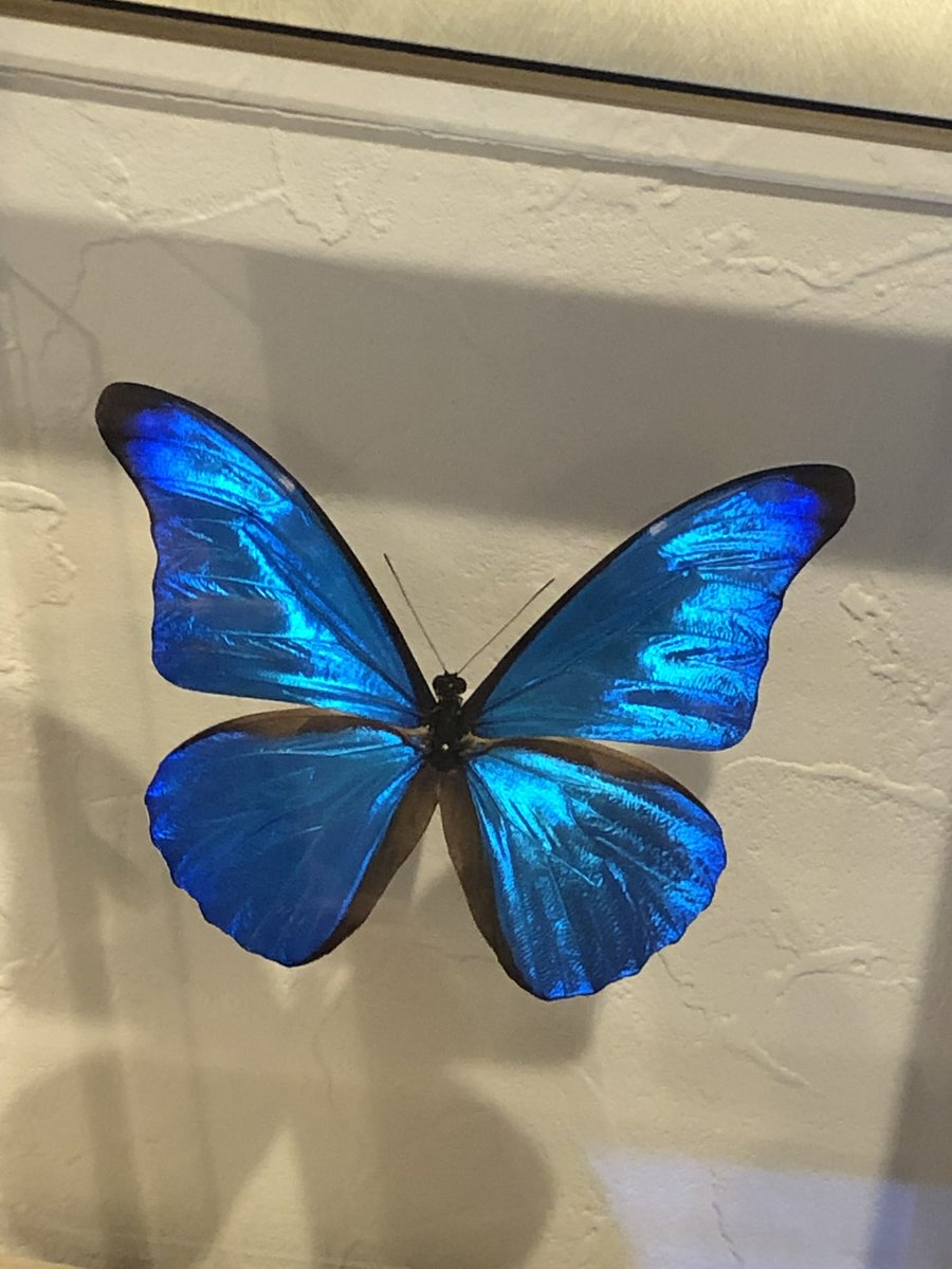 昆虫標本 蝶の標本 エガモルフォ メタリック調ライトフレーム