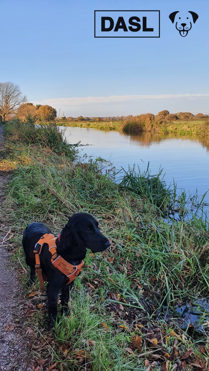 lab577's tweet image. "Orange is my colour, it's so fetching on me"

#DASLDog