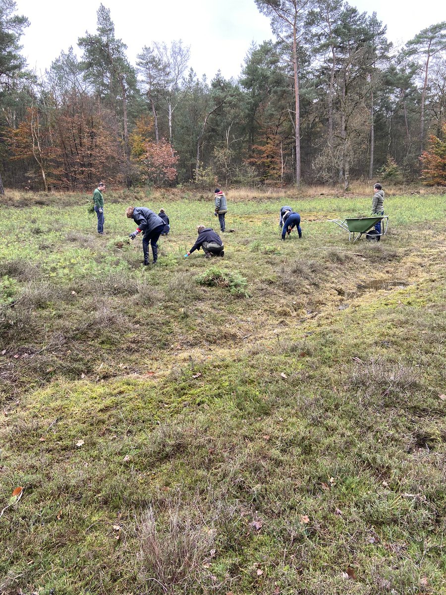 gerhin's tweet image. Op landgoed Prattenburg is een clubje vrijwilligers bezig een heideveldje schoon te maken zodat het niet dichtgroeit. @LandschErfgoed 

#natuurwerkdag #vanutrechtsebodem #prattenburg #landschaperfgoedutrecht
