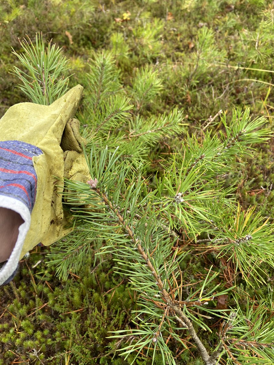gerhin's tweet image. Op landgoed Prattenburg is een clubje vrijwilligers bezig een heideveldje schoon te maken zodat het niet dichtgroeit. @LandschErfgoed 

#natuurwerkdag #vanutrechtsebodem #prattenburg #landschaperfgoedutrecht