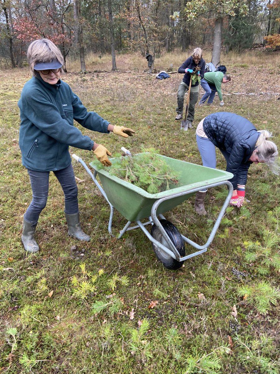 gerhin's tweet image. Op landgoed Prattenburg is een clubje vrijwilligers bezig een heideveldje schoon te maken zodat het niet dichtgroeit. @LandschErfgoed 

#natuurwerkdag #vanutrechtsebodem #prattenburg #landschaperfgoedutrecht