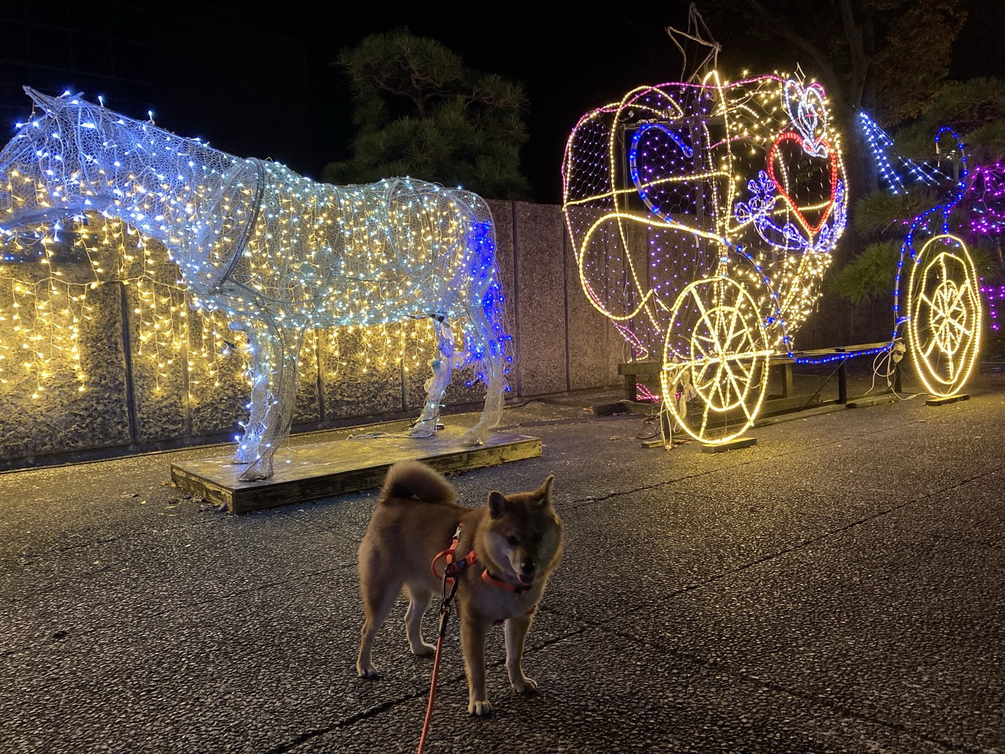 もみさんぽ もみさんぽ２０２１ 観音寺総合高校 イルミネーション21 柴犬 もみじ 香川県観音寺市天神町 21 11 6 観音寺市 香川県 もみさんぽ Yuyuyu 柴犬 観音寺総合高校 T Co Lfhnax7olo Twitter