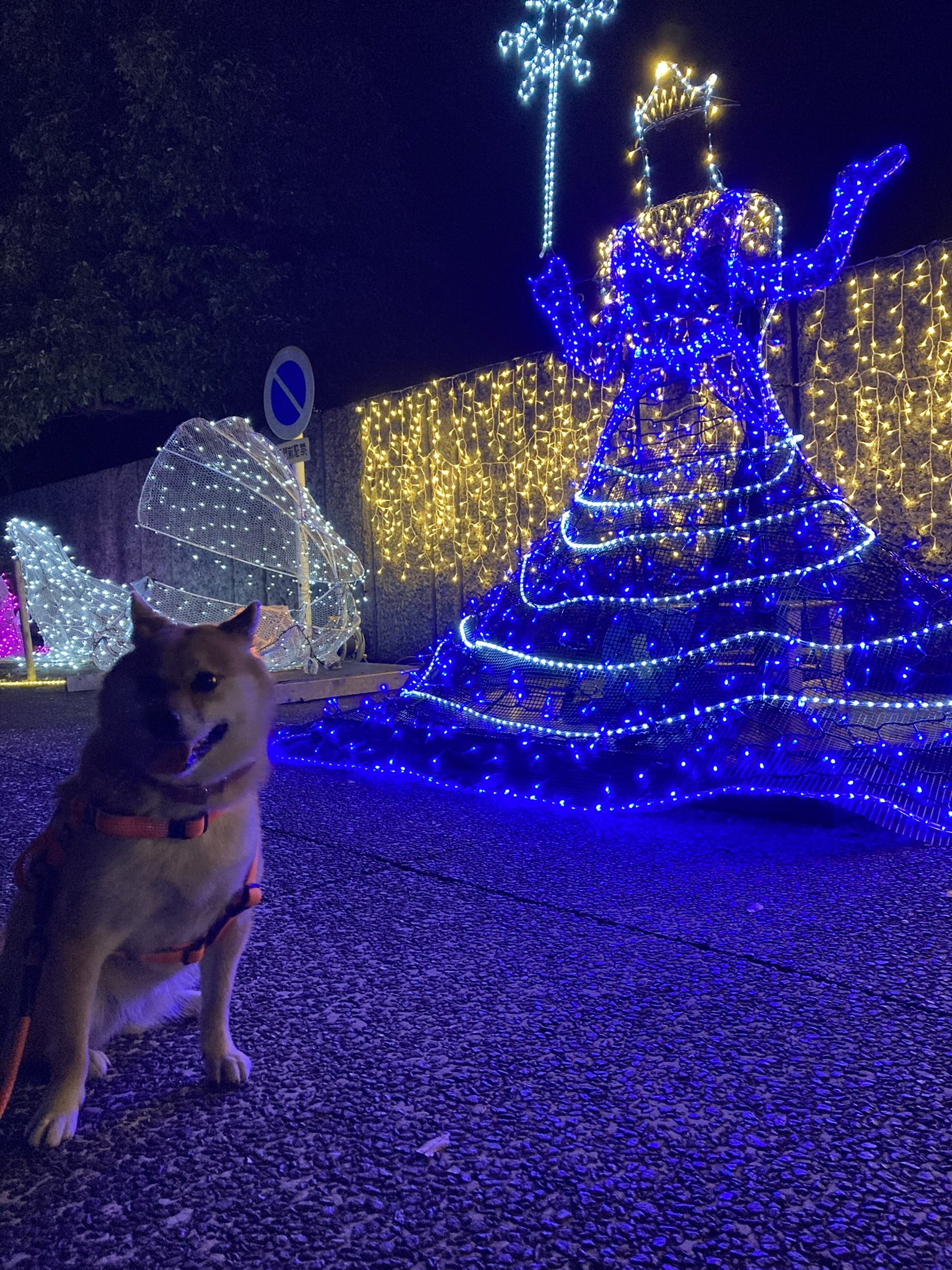 もみさんぽ もみさんぽ２０２１ 観音寺総合高校 イルミネーション21 柴犬 もみじ 香川県観音寺市天神町 21 11 6 観音寺市 香川県 もみさんぽ Yuyuyu 柴犬 観音寺総合高校 T Co Lfhnax7olo Twitter