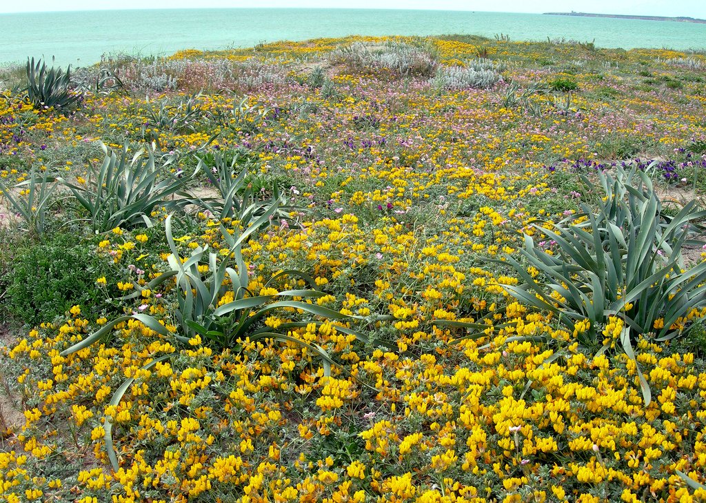 Sardegna Giudicale tweet media