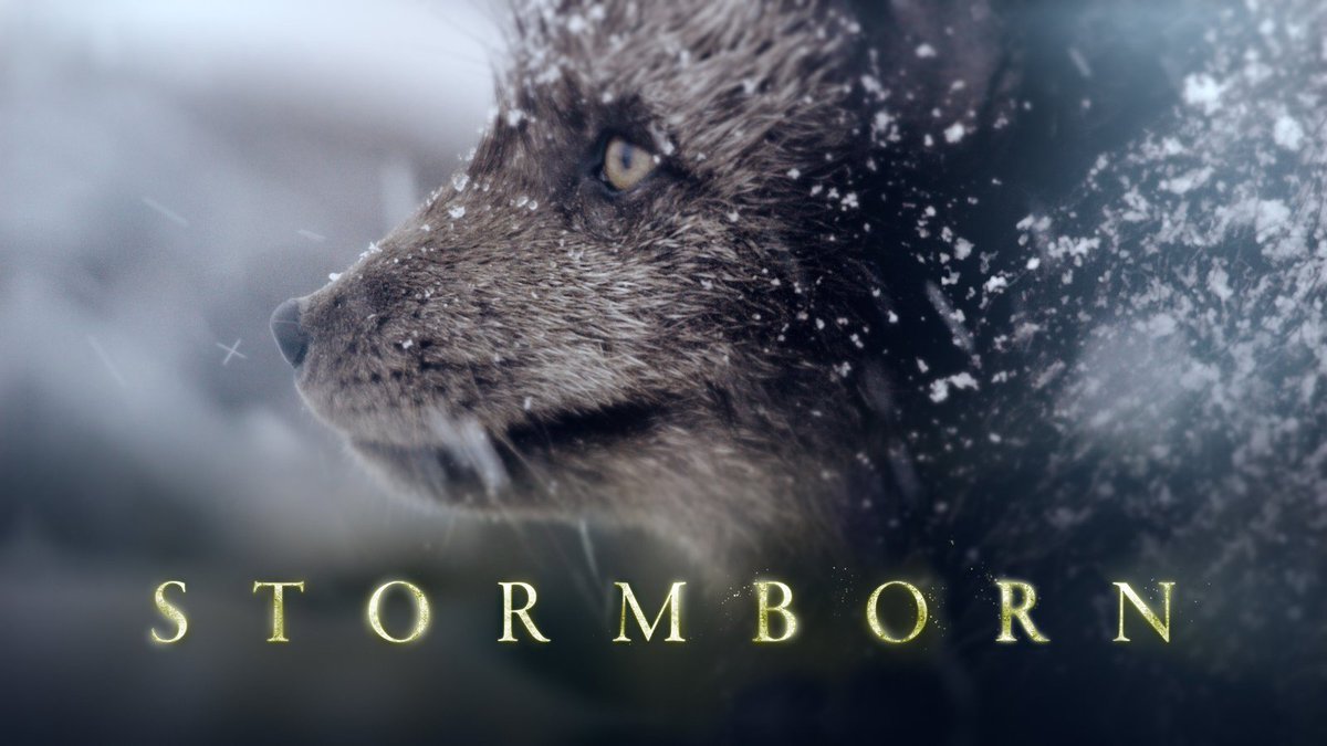 Our award winning series Stormborn concludes tonight. Grab another chance to see this cast of charismatic, tenacious animals surviving and thriving in the remote, northern edges of the Atlantic Ocean. Narrated by the wonderful Ewan McGregor.