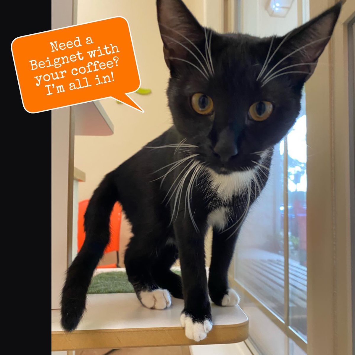 Beignets are great any time of day, right? Our BEIGNET is sweet too and won’t leave powdered sugar all over you. 😉 Female, gorgeous tuxie age 6 months. Come visit us! Our adoption hours are Tuesday to Friday 10-2, Saturday 10-3 and Sunday 11-3.