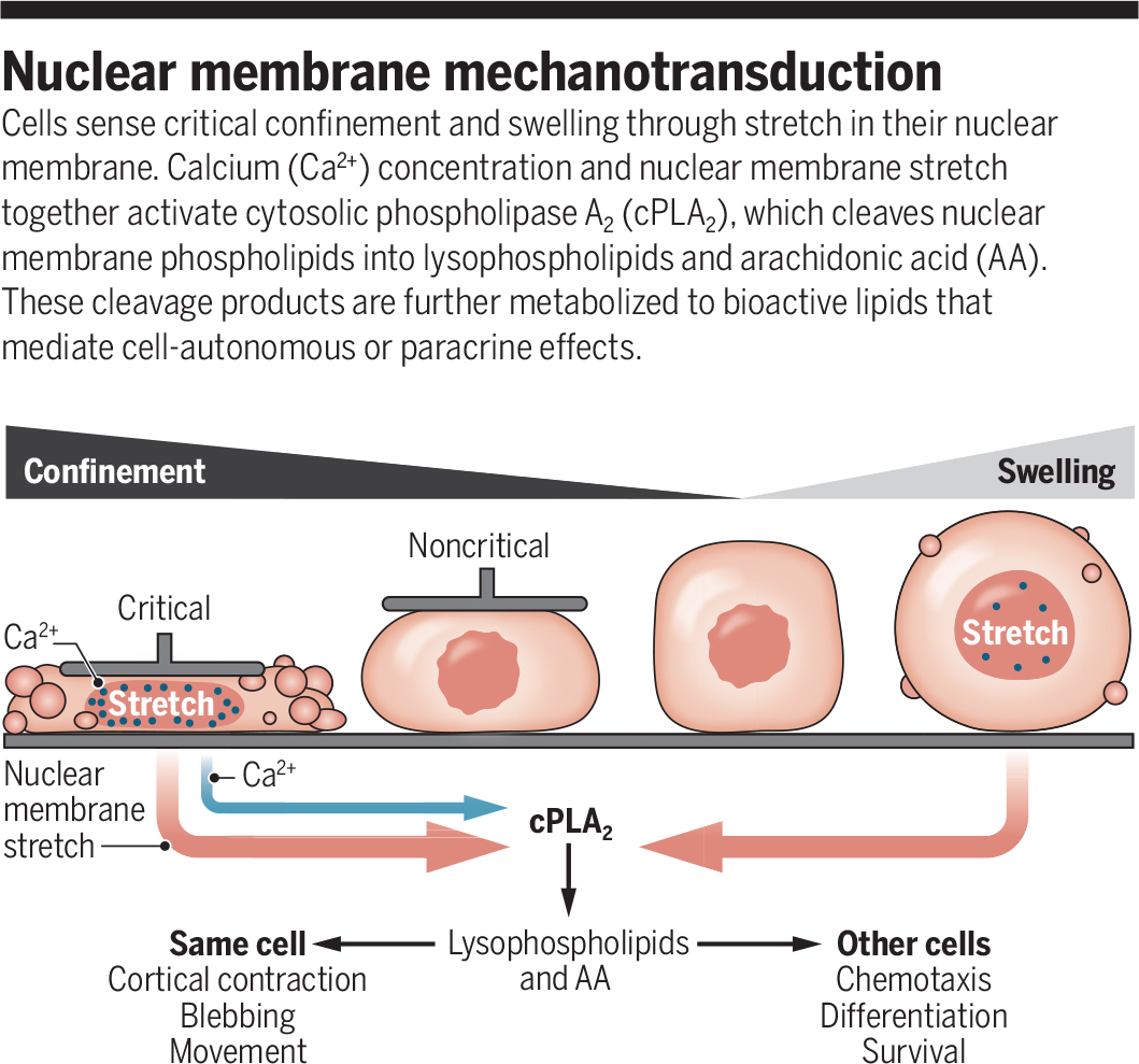 Embryonic, immune, and cancer cells sense confinement through deformation of their nucleus, according to research from last year, which adds to the emerging idea that the nucleus—besides its genetic functions—directly senses the cell's physical environment fcld.ly/q67idup