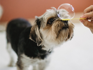 ScratchAndPatch's tweet photo. We all know the importance of exercise for our pets but are they getting enough mental exercise? 💭  Read our tips to exercise your pets mind. 

🔎  https://t.co/uUFVhINmXQ

#scratchandpatchfamily #scratchandpatch #petinsurance #petcare #cat #dog https://t.co/TjuCkJG0FW