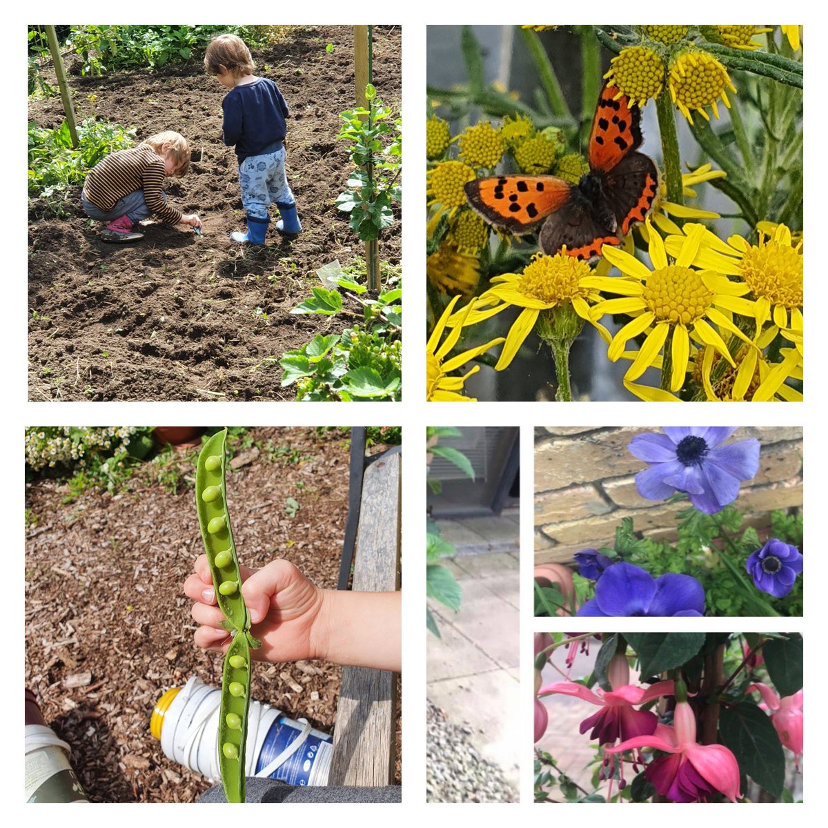 Nature is central to delivering #ParisAgreement & keeping 1.5℃ in reach. Through our #COP26 campaign & competition with @rhsirl, we highlighted how gardens can make an impact👨‍🌾. Competition winners showed this by having a mix of biodiversity & pollinator friendly plants.