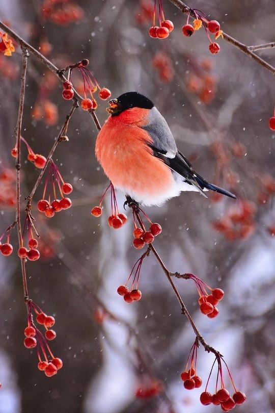 Birds !
#photos #photography #animals #birds