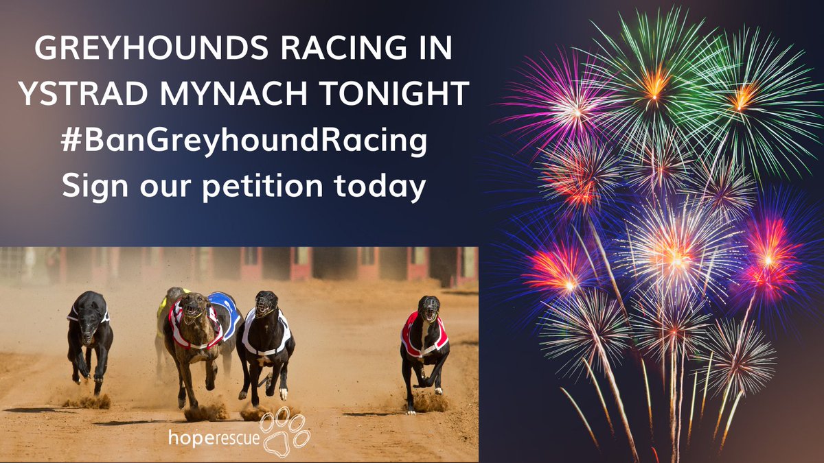 Greyhounds are racing tonight at our local track in Ystrad Mynach despite the fireworks, but the industry claim "greyhound welfare and safety is at the heart of everything we do." Pls sign &amp; RT our petition to #bangreyhoundracing in #Wales petitions.senedd.wales/petitions/2449… #BangOutOfOrder