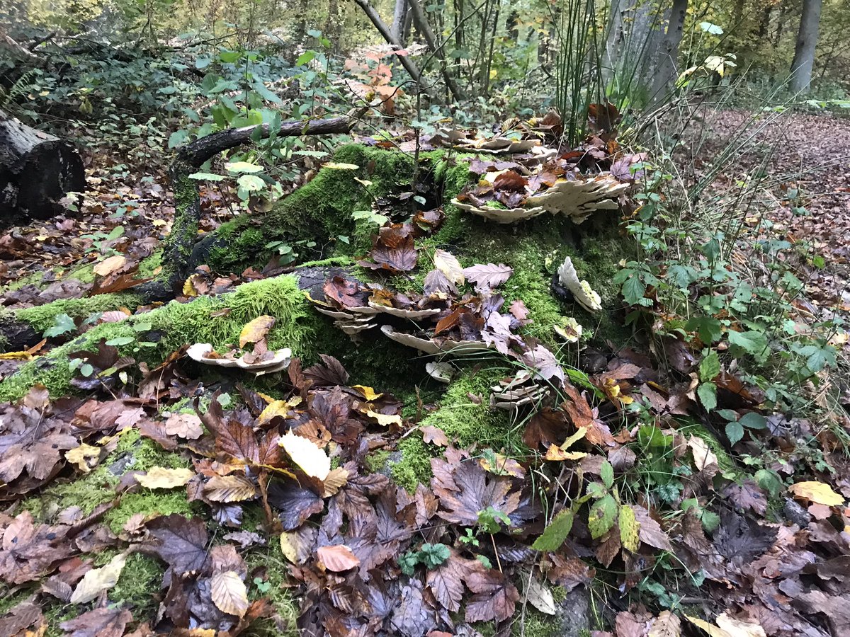 BirdingBrussels's tweet photo. Automne en #Soignes! Quand la Forêt-Cathédrale déroule son tapis rouge 🍂🥰

#BruxellesMaBelle https://t.co/amF2zkUsWn