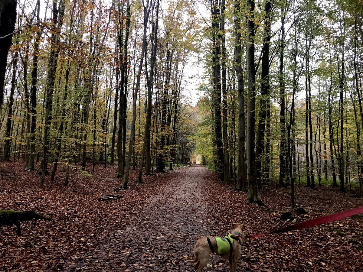 BirdingBrussels's tweet photo. Automne en #Soignes! Quand la Forêt-Cathédrale déroule son tapis rouge 🍂🥰

#BruxellesMaBelle https://t.co/amF2zkUsWn