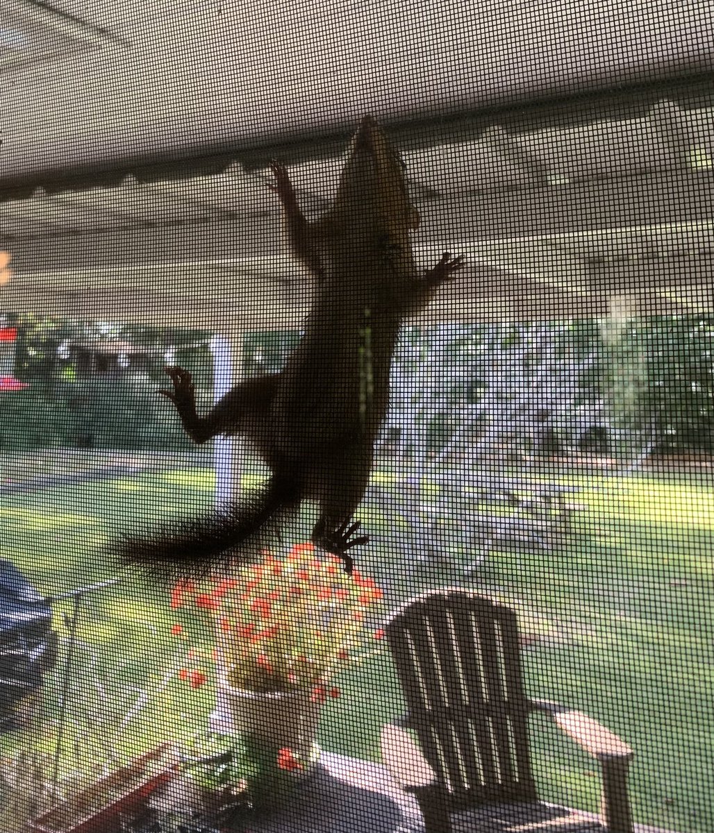 aubieisausome's tweet photo. My current view out the back door and why we do not have a cat door. #alycat #cats #SaturdayVibes #catgifts https://t.co/XXE6teKT3d
