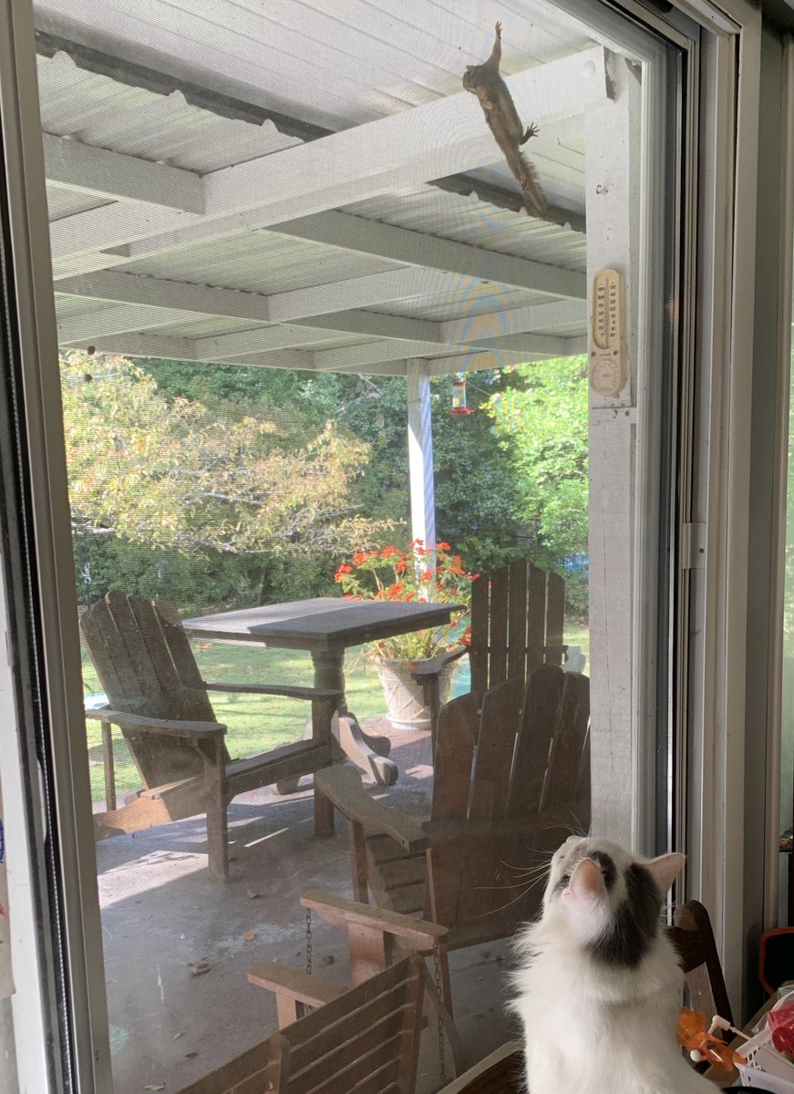 aubieisausome's tweet photo. My current view out the back door and why we do not have a cat door. #alycat #cats #SaturdayVibes #catgifts https://t.co/XXE6teKT3d