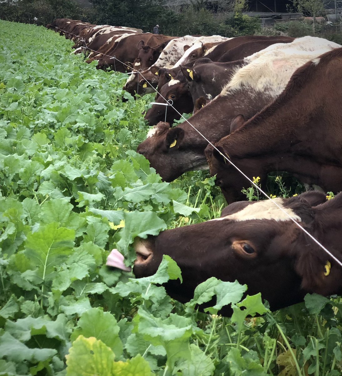 Stretching for that perfect looking leaf…