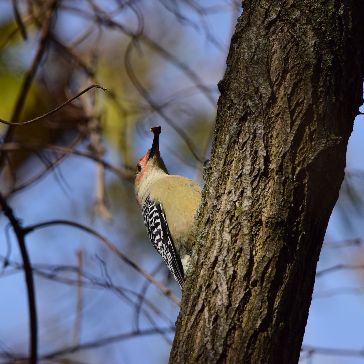 OurActivate's tweet photo. No need to travel far to enjoy nature and fall foliage in #NYC
There are plenty of green space/park near you.
#kissenaPark #fallcolors @NYCParks #NEQueens #nature #birds #lake #outdoor #KeepParksClean #wildlife @BirdQueens #greenspace #sustainabledevelopment https://t.co/66rP4fbqLg