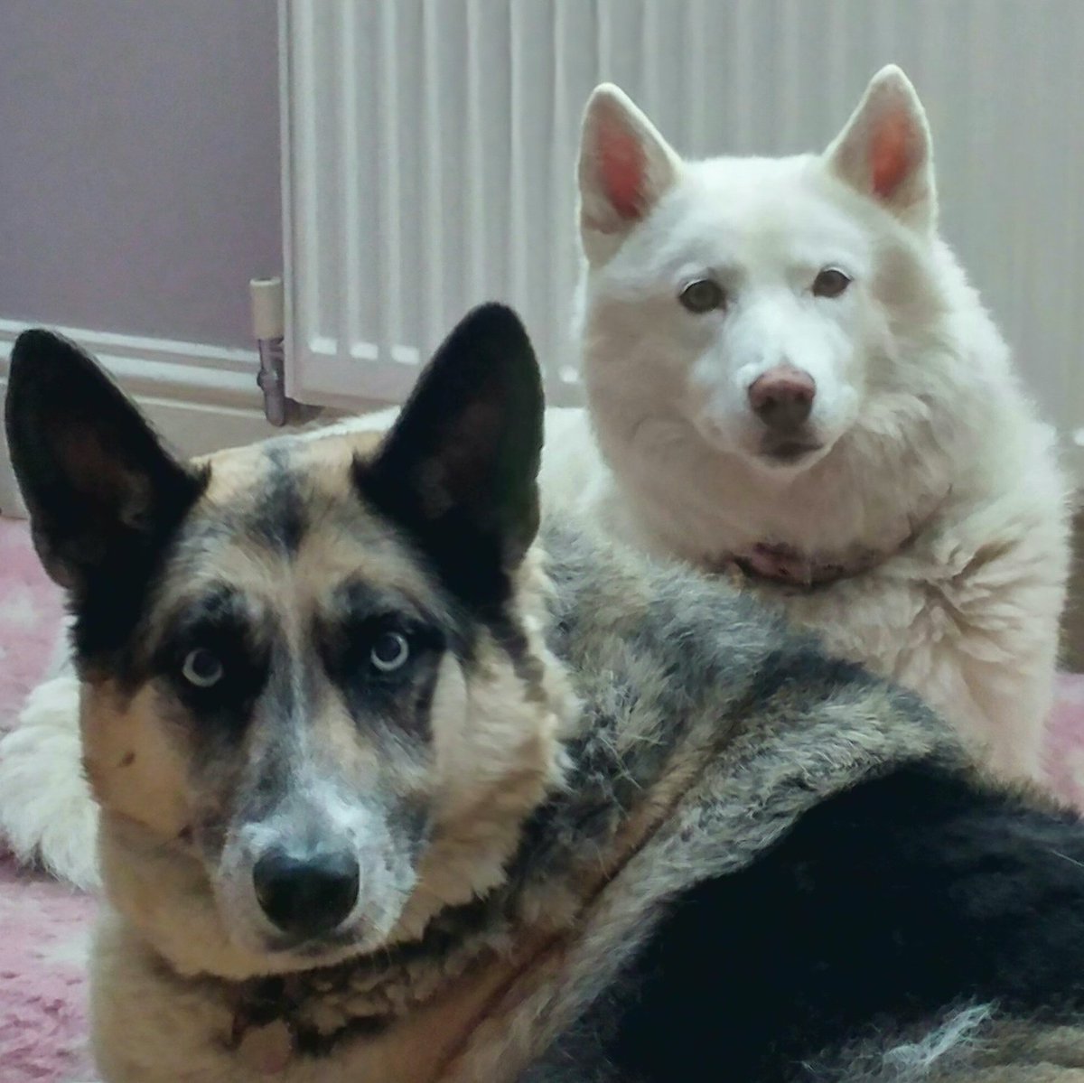 Pete (Toon69) ♉️®️🖤🤍 tweet media