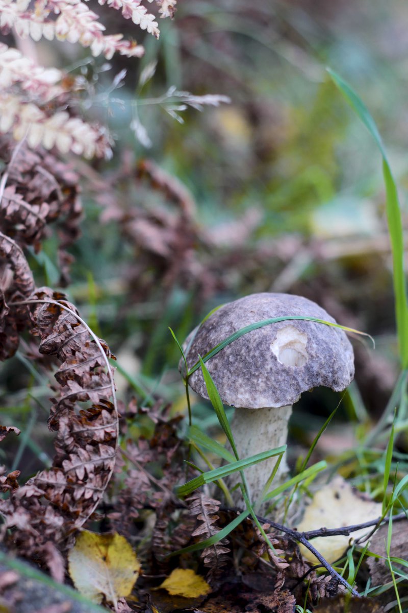 Sheathed Woodtuft , it is Mushroom season.
Spotted on my walk around Fox-Hagg Nature Reserve last week.

#mushrooms #mushroom #fungi #FoxHagg #Sheffield #SheffieldWalks #wildmushroom #wildmushrooms  #TheOutdoorCity #NaturePhotography  #mushroomtwitter