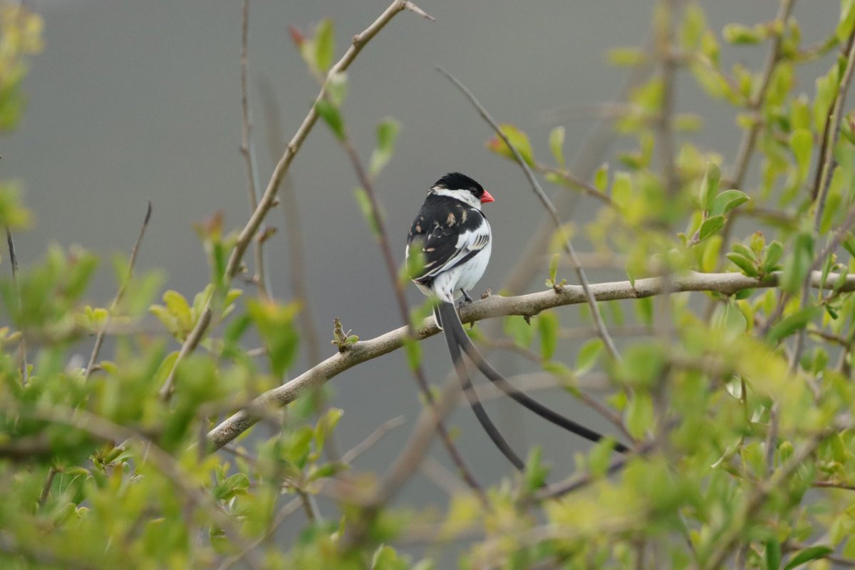 Cfengwong1960's tweet photo. Pin-tailed Whydah #birdwatcher #nature #friends #PictureOfTheDay #animal #earth beatiful
#arizona #woodpecker #wildlife#birds #birding #PostABird
#LockdownBirding #photography #BirdTwitter
#naturephotography #birdphotography #WeLoveSouthAfrica #SouthAfrica https://t.co/egMId8fs7c