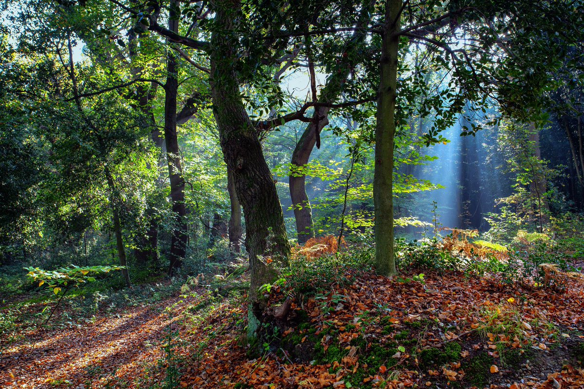 rumpuledude's tweet photo. #autumn in #chislehurst #woods #trees #Woodland #br7 #NaturePhotography #naturelovers #chislehurstgazette #chislehurstsociety #TwitterNatureCommunity #outdoor #photography #outdoorphotograhy #PhotoOfTheDay #tree_magic https://t.co/6GSwxcKjSV