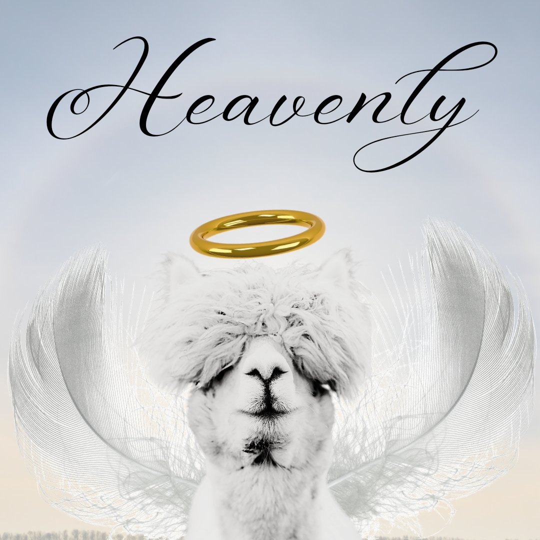 Sharon_Tiger's tweet photo. #CanvaDesignChallenge @canva https://t.co/3EjxpICQft