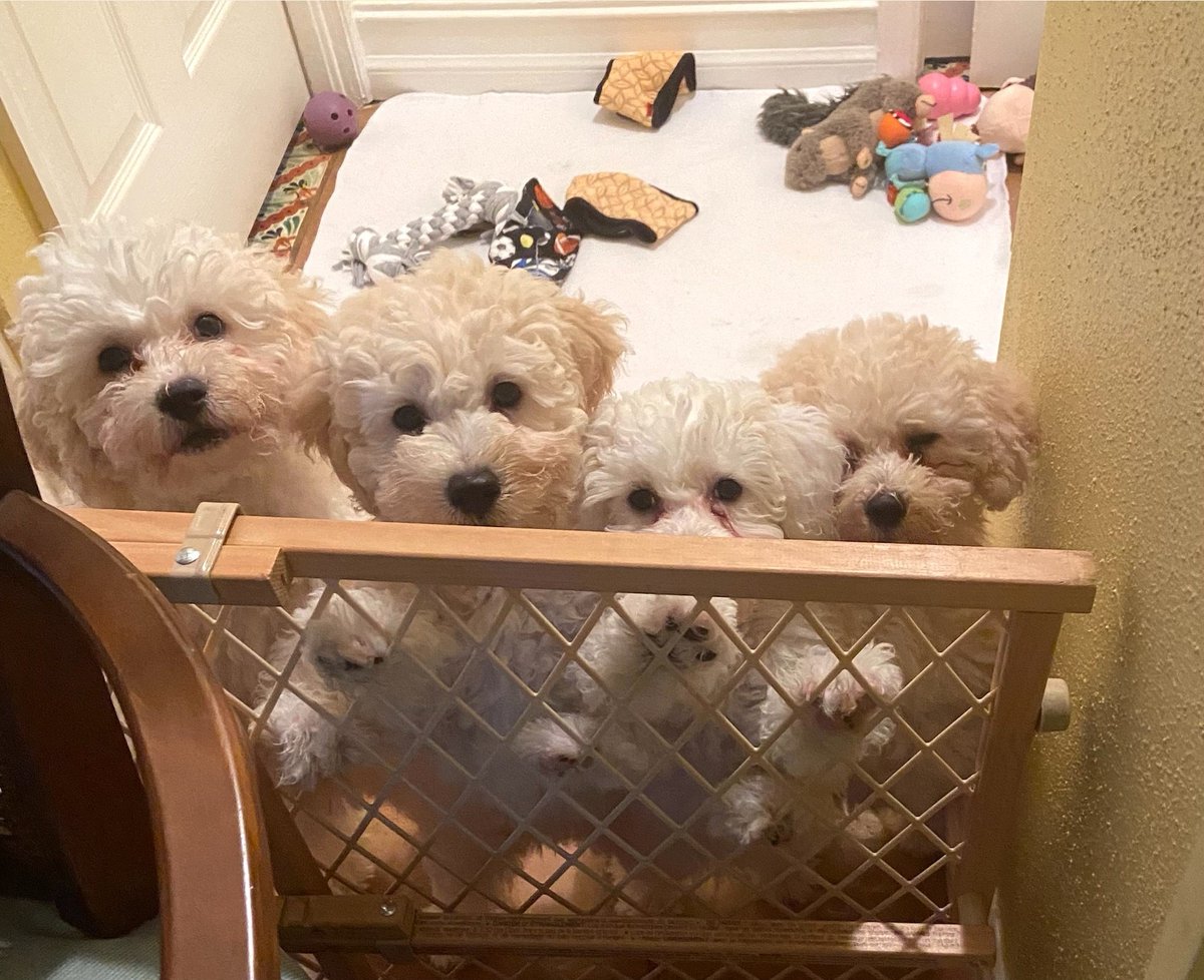 FLPoodleRescue's tweet photo. ❤️We are off to our new homes!
Let the shenanigans continue!
#dogsofinstagram #DogsofTwittter #poodles #theNewBarker https://t.co/VZGZ2pv7es