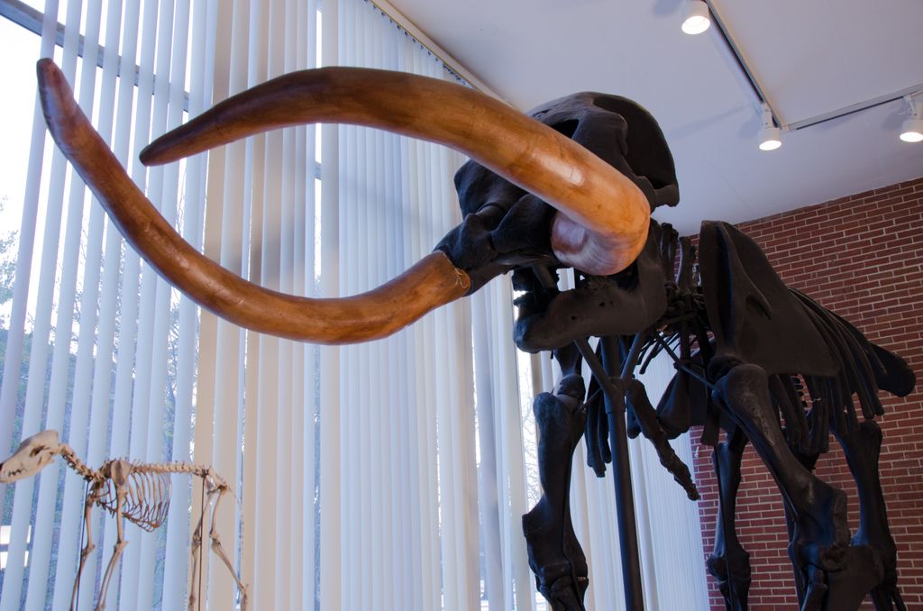 VisitRichmondIN's tweet photo. An Egyptian mummy and giant prehistoric mammals captivate audiences of all ages at Joseph Moore Museum of Natural History!
𝐋𝐞𝐚𝐫𝐧 𝐌𝐨𝐫𝐞: https://t.co/xlt31a31Ux
@Moore_Museum @earlham1847 #IndianaMuseums #IndianaVacation https://t.co/X9CbukXhxE