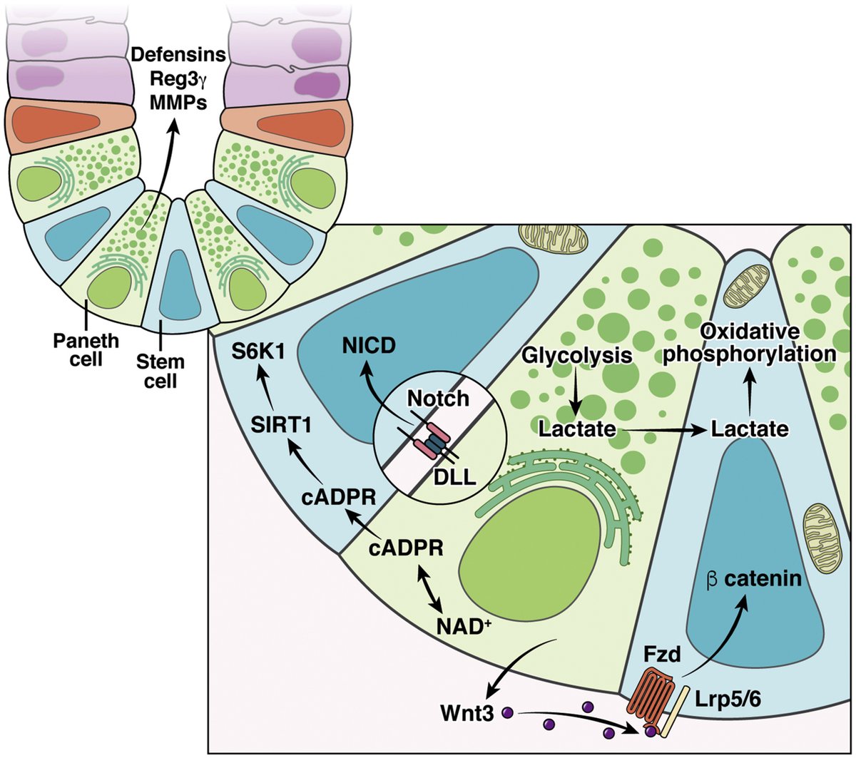AGA_Gastro's tweet photo. Paneth cells can influence the stem cell niche, other cells, and other organ systems in both homeostasis and damage @DekaneyLab https://t.co/9aJdJZpgUx https://t.co/3MDFMKaTCd