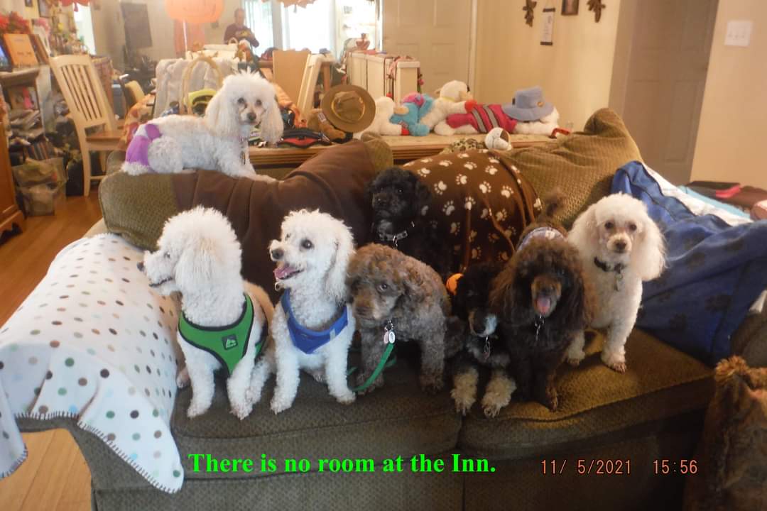 FLPoodleRescue's tweet photo. ❤️🐩Dad, we need to talk...
#dogsofinstagram #DogsofTwittter #poodles #theNewBarker https://t.co/wClDBCFSbf https://t.co/DjtjPvORG8