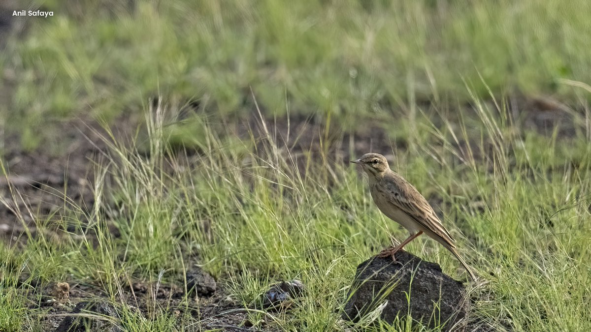 SafayaAnil's tweet photo. Indian Bushlark or Red-winged Bushlark-Similar to other bushlarks, but it appears more slender and has a longer tail, longer legs, and a smaller bill. 
#TwitterNatureCommunity  #IndiAves #NaturePhotography  #BirdsSeenIn2021 #BirdsPhotography #BirdTwitter #birdwatching #POTD https://t.co/fo1zqyYxVJ